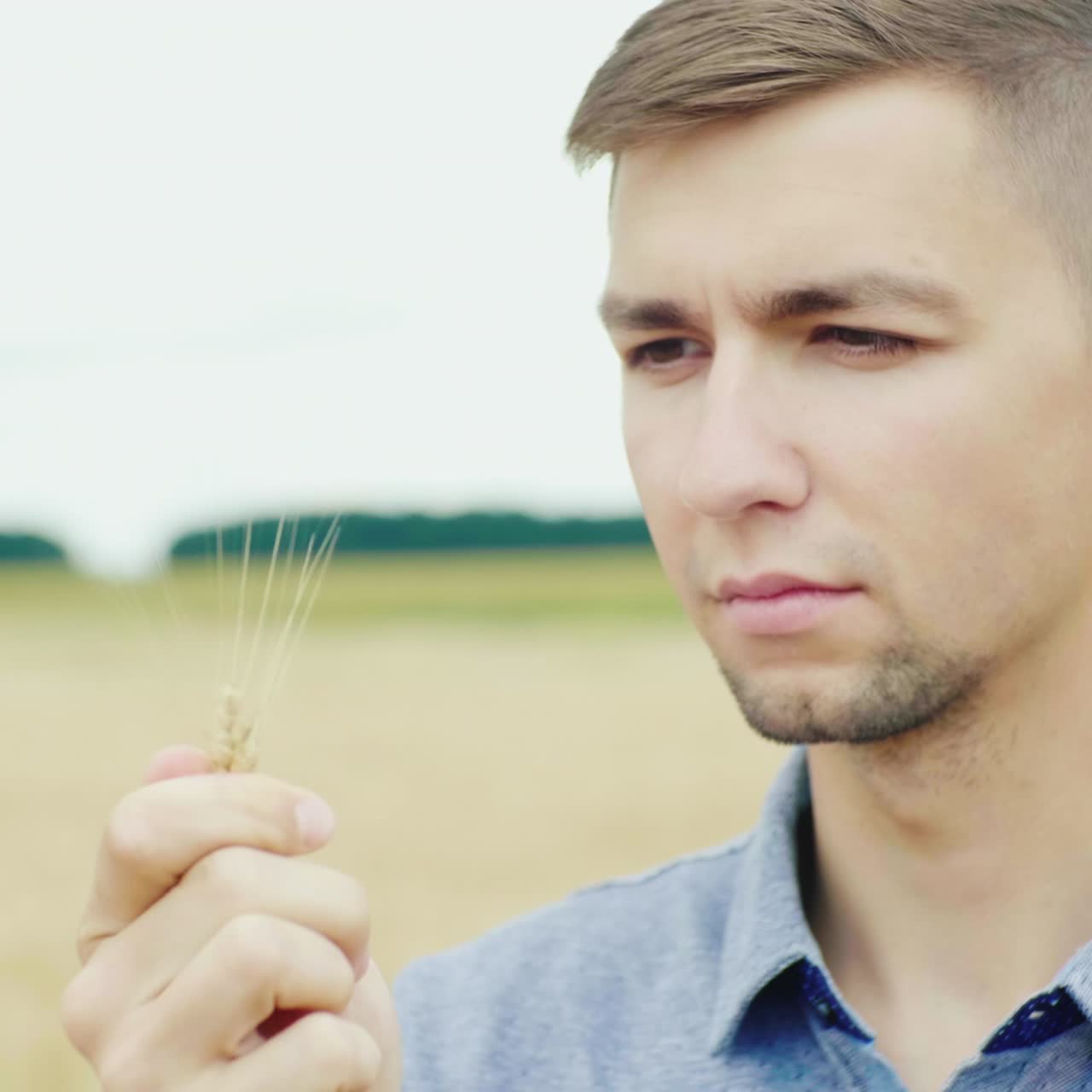 un joven agricultor concentrado estudiando espiguillas de trigo