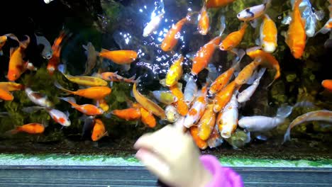 small child feeding colorful tropical fish in aquarium