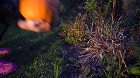 recoger una calabaza por la noche de un terreno cubierto de hierba y luego ponerla de nuevo