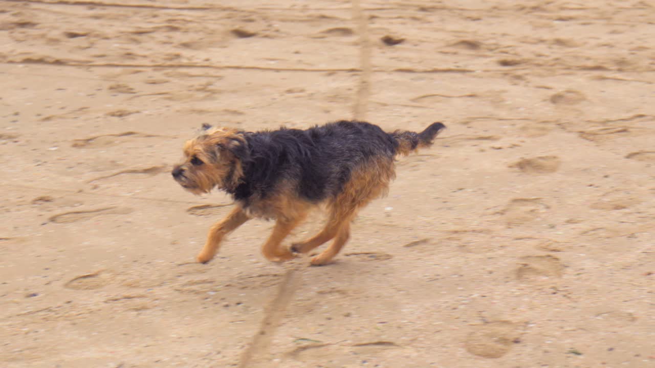 A dog runs calmly across the sandy beach in slow motion, its paws kicking up grains of sand as it moves with a joyful, relaxed energy near the shoreline.