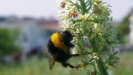 close up: one black and yellow bumble bee feeding on pollen and nectar on white petals