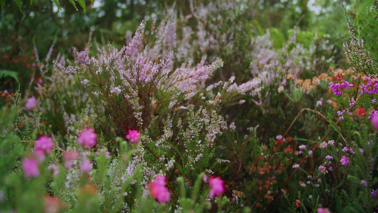 hermosas flores rosadas silvestres en un jardín público durante un día nublado - de mano, cámara lenta