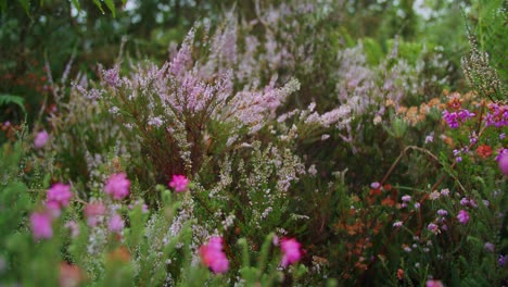 Wunderschöne-Wilde-Rosa-Blumen-In-Einem-öffentlichen-Garten-An-Einem-Bewölkten-Tag-–-Handheld,-Zeitlupe