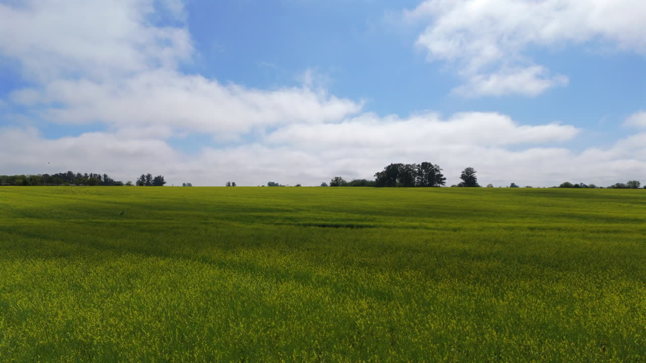Aerial semi orbit drone flying over a light green field with grass, blue sky with some clouds and trees on the horizon.