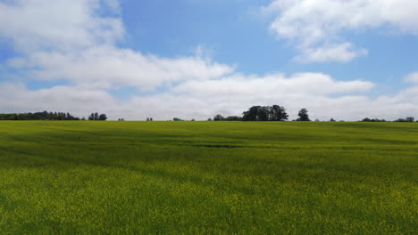 aerial semi orbit drone flying over a light green field with grass, blue sky with some clouds and trees on the horizon.