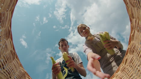 young people harvesting corn