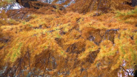 Ramas-De-Un-árbol-De-Alerce,-Una-Conífera-Caducifolia-En-Otoño