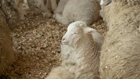 Cute-sleepy-Merino-breed-lamb-with-mother-sheep-in-farm-barn