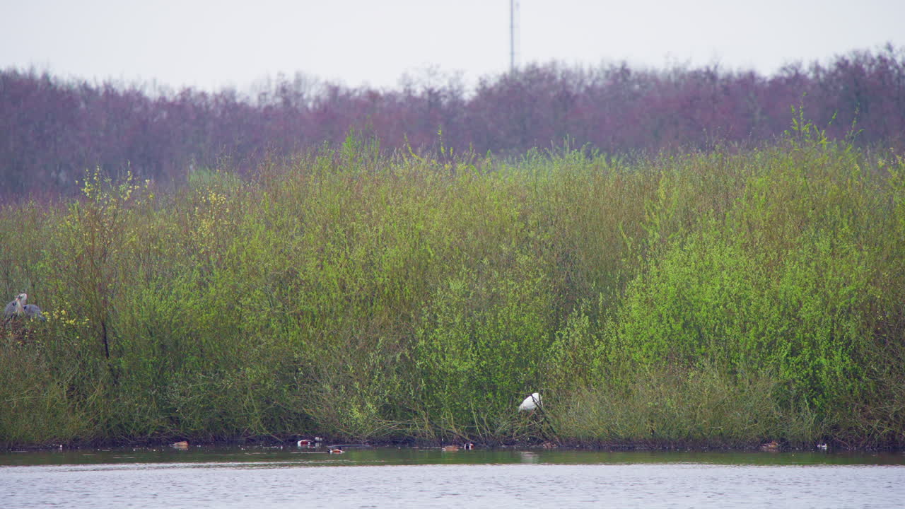 gran occidental en el matorral en la orilla del lago entre otras aves acuáticas