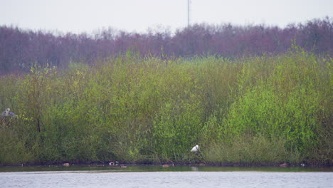 Gran-Occidental-En-La-Espesura-De-La-Orilla-Del-Lago,-Entre-Otras-Aves-Acuáticas.