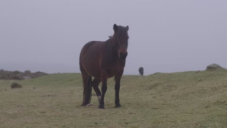 un hermoso pony marrón caminando hacia una zona verde de pastoreo en devon, reino unido