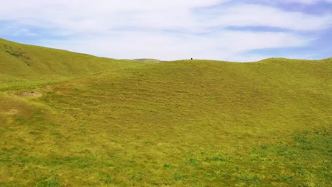 Beautiful-Aerial-Over-Cows-Or-Cattle-On-A-Green-Ridge-With-Wind-Blowing-In-Central-California