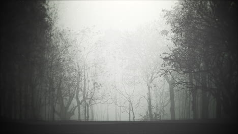 Mystischer-Halloween-Hintergrund-Mit-Dunklem-Wald-Und-Nebel-2