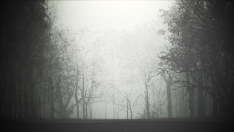 mystical halloween background with dark forest and fog 2