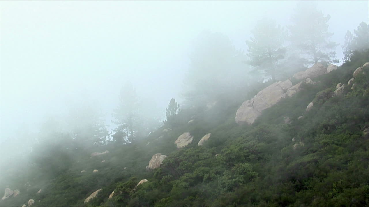 안개는 캘리포니아 산 1의 울창한 숲이 우거진 언덕 위로 굴러갑니다.