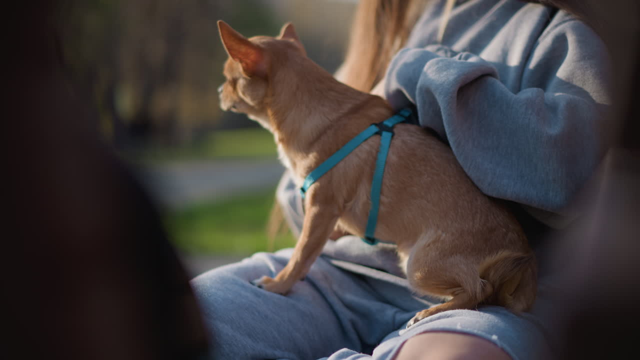 강아지와 함께 휴식을 취하며 산책하기, 반려동물 주인이 야외에서 반려견과 함께 휴식을 취하기, 남자와 작은 테리어가 공원 벤치에서 평화로운 시간을 보내기, 여자가 산책 중 공원 벤치에서 휴식을 취하며 작은 강아지를 부드럽게 안고 있기