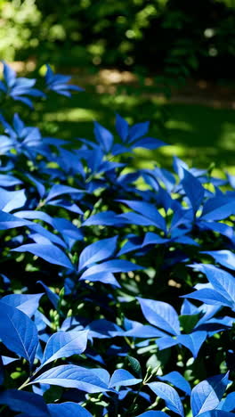 vibrant blue foliage in a garden