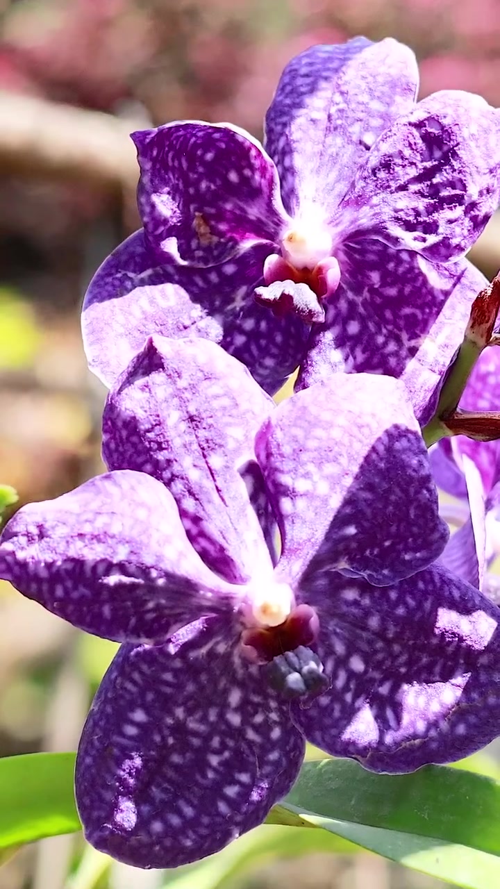 Orchidee viola alla luce del sole in un mercato galleggiante