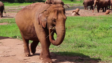 elefante caminando lentamente por un camino hacia la cámara