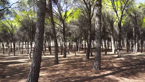 tiro hacia atrás de árboles en un bosque
