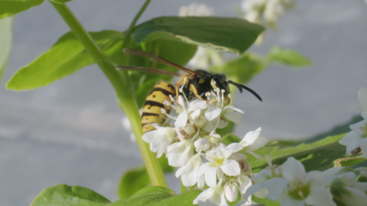 Wasp on Buckwheat Flowers