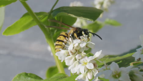 wasp on buckwheat flowers