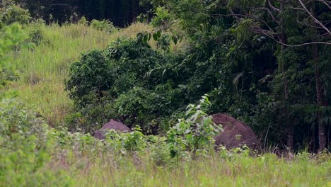 The-Asiatic-Elephants-are-endangered-species-and-they-are-also-residents-of-Thailand