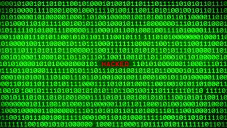 hacked word revealing on wall of green binary code  between random binary data matrix background