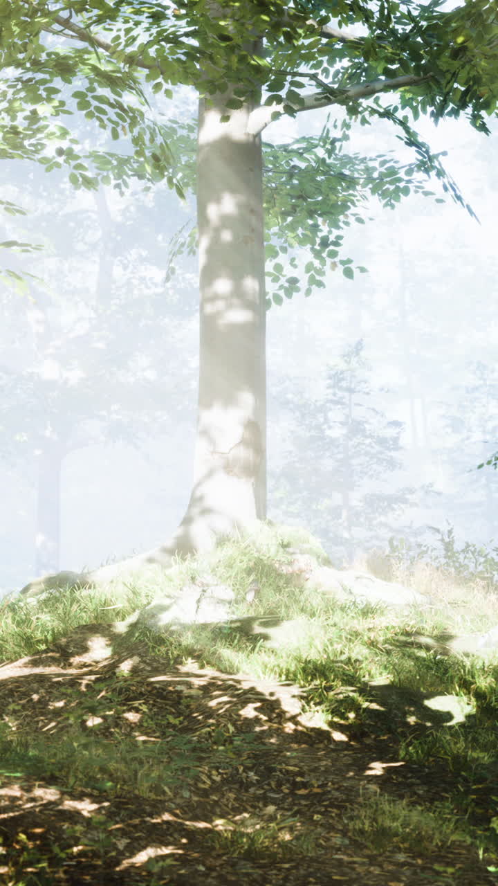 빛이 비치는 숲길