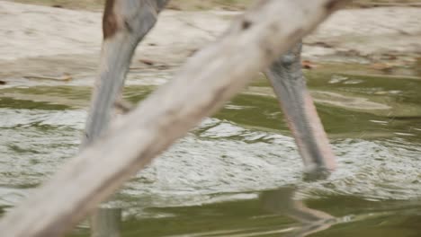 slow motion tracking shot of african ostrich walking through water, close up