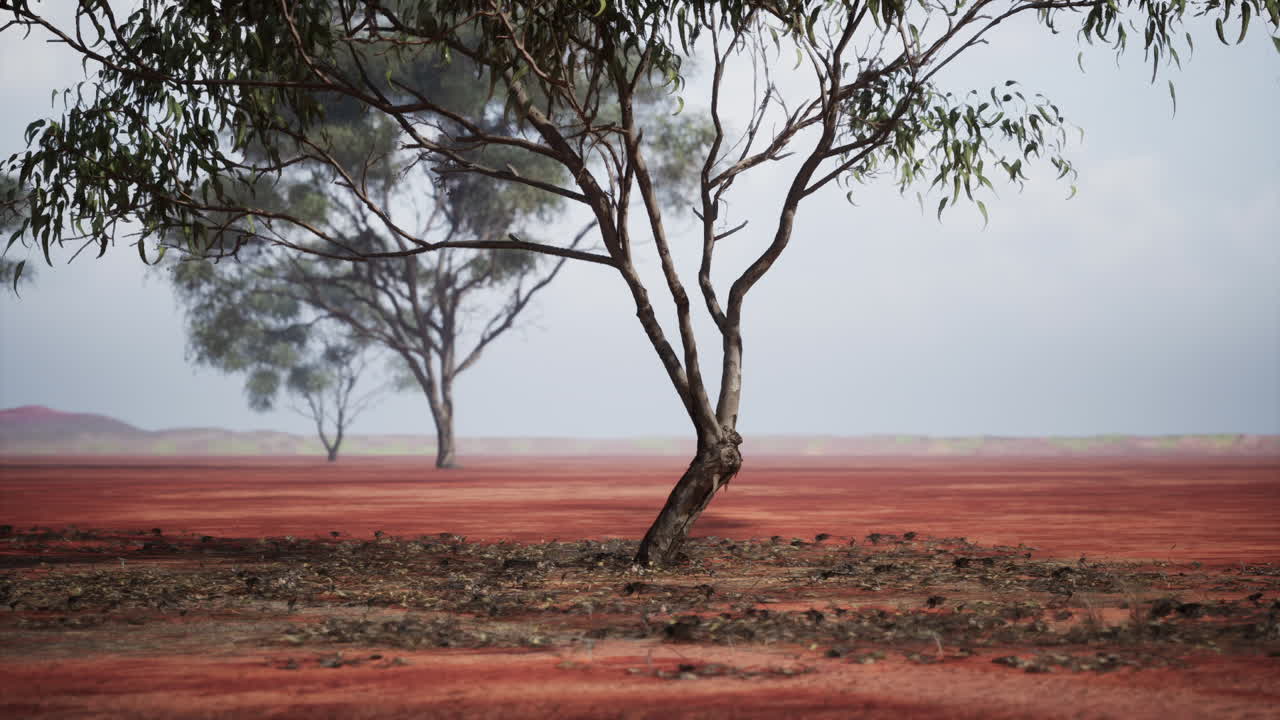 Solitary tree stands amidst the vast african savanna on a cloudy day