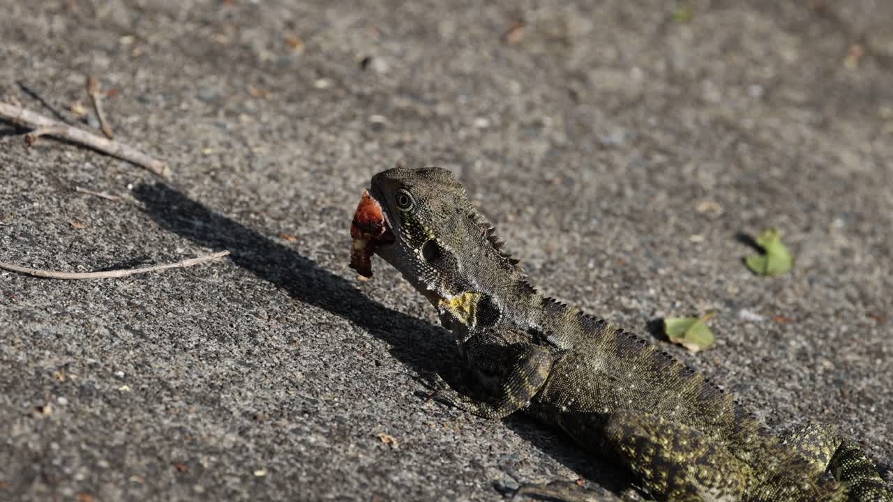 콘크리트 위에서 먹이를 먹는 도마