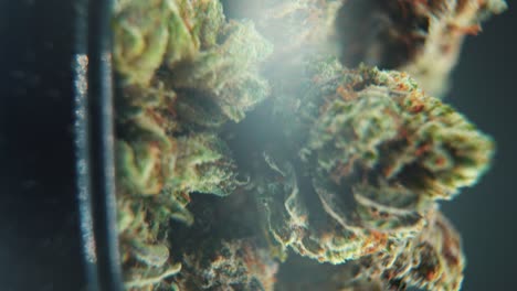 A-vertical-macro-cinematic-detailed-shot-of-a-cannabis-plant,-hybrid-strains,-Indica-and-sativa-,marijuana-flower,-on-a-rotating-stand,-black-shiny-bawl,-slow-motion,-4K-video,-dark-studio-lighting