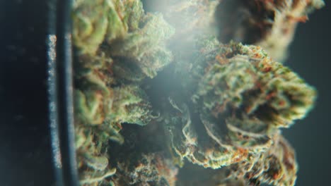 una toma cinemática macro vertical detallada de una planta de cannabis, variedades híbridas, indica y sativa, flor de marihuana, en un soporte giratorio, grito brillante negro, cámara lenta, video 4k, iluminación oscura de estudio