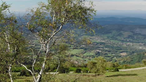 drone flying around tree in green landscape of pyrenees