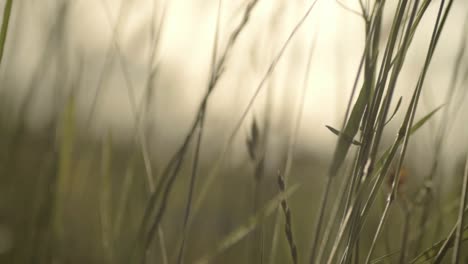 grass blows in breeze against cloudy sky