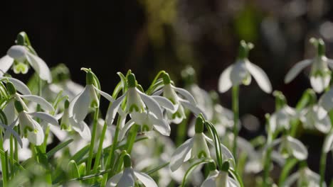 flowers are growing in spring