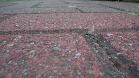 slow motion macro of ant trail over dry red bricks in urban outdoor setting