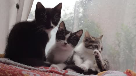 three curious kittens in the window look into camera medium shot