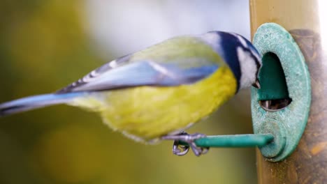 hd super slow motion macro footage of a bird flying to a bird feeder and eating seeds, from up close