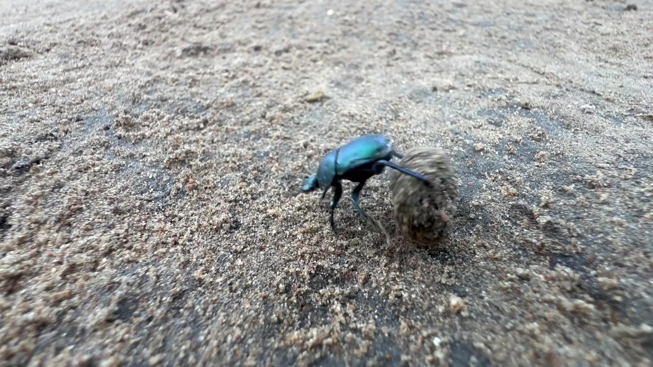 Skarnbasse fra Scarabaeidae-familien, der ruller en kugle gødning hen over en sandet overflade i Liwonde Nationalpark, Malawi.