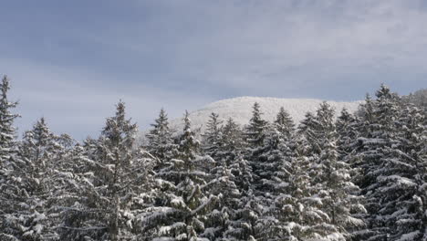 high mountain crest under snow behind a frozen tundra forest,winter