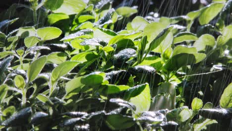 close up of rain falling on oregano plant leaves in garden, lit by sun from behind