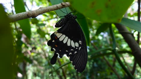 beautiful black and white butterfly