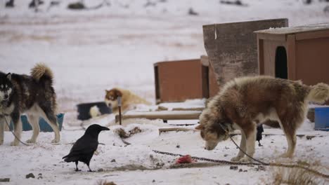 Cuervos-Intentando-Robar-Comida-De-Los-Perros-De-Trineo.