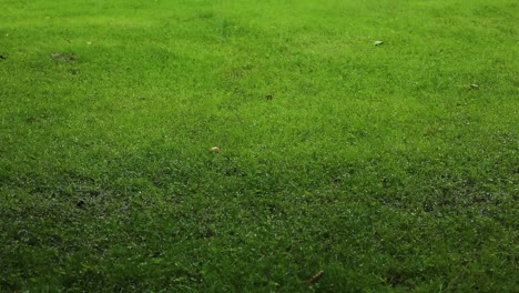 Granizo-Y-Fuertes-Lluvias-Caen-Sobre-La-Hierba-Verde