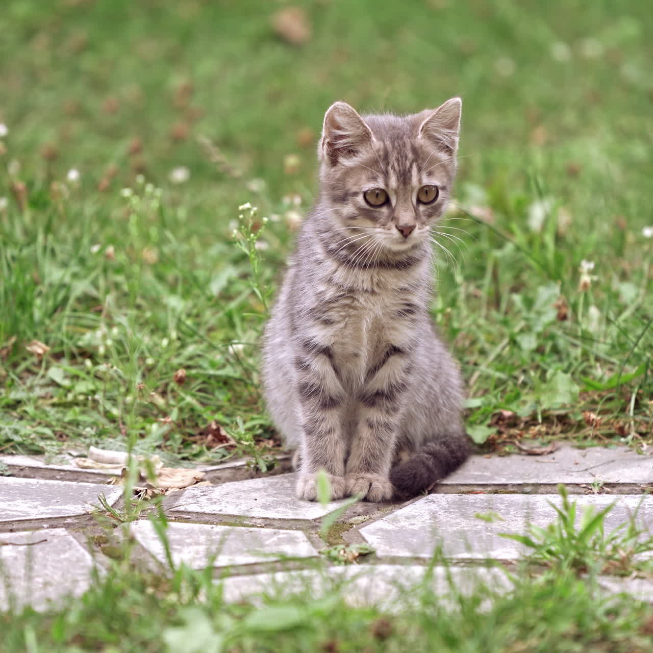 Grey kitten in grass. Frightened little cat sitting on a walkway among green grass. Beautiful gray kitten on nature.