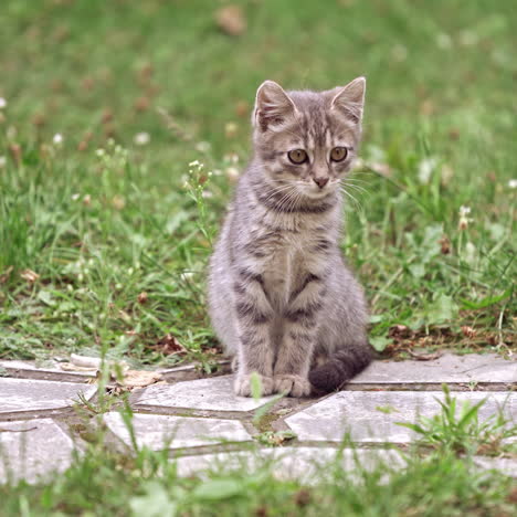 grey kitten in grass. frightened little cat sitting on a walkway among green grass. beautiful gray kitten on nature.
