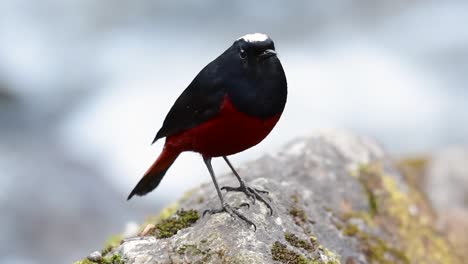 The-White-capped-Redstart-is-known-for-its-white-lovely-crown,-dark-blue-blackish-wings-and-brown-under-feathers-and-its-tail-starts-with-red