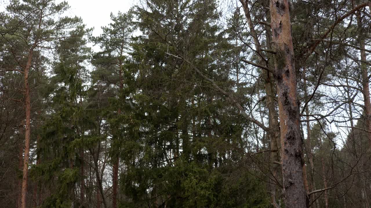 Fir and spruce trees in a gentle snowfall